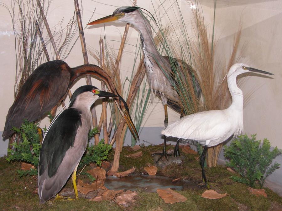 NATURKUNDEMUSEUM DES FLUSSES PO – MUSEO NATURALISTICO DEL FIUME PO - REVELLO